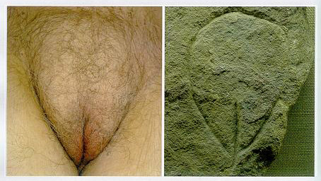Vulva. Detalle anatómico de vulva y grabado de la cueva de Le Nanchard en Francia.